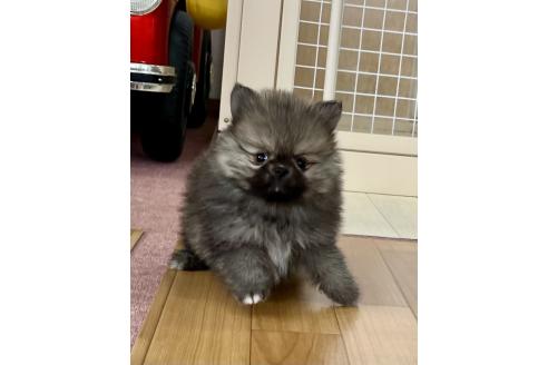 成約済の香川県のポメラニアン-383393の10枚目