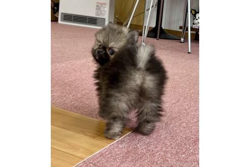 成約済の香川県のポメラニアン-383393の9枚目