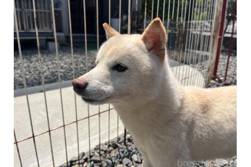 販売中の岡山県の豆柴-270673の5枚目