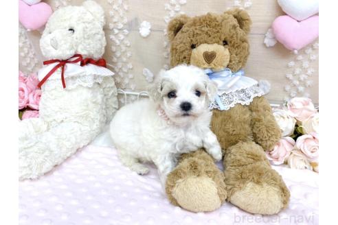 販売中の滋賀県のトイプードル-385163の1枚目