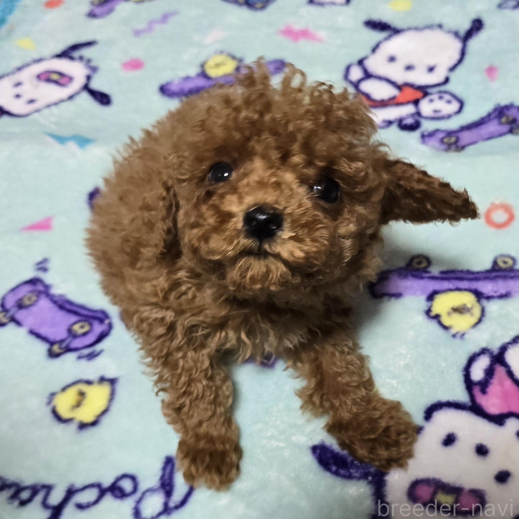成約済の岡山県のトイプードル-374975の3枚目