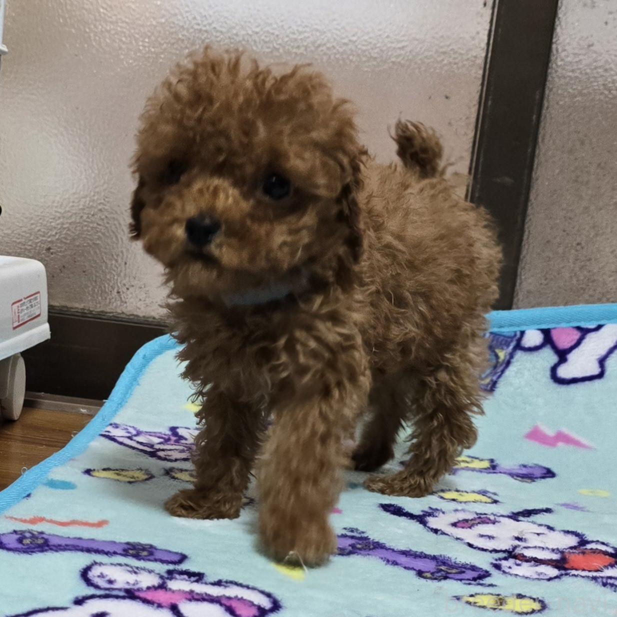 成約済の岡山県のトイプードル-374975の1枚目