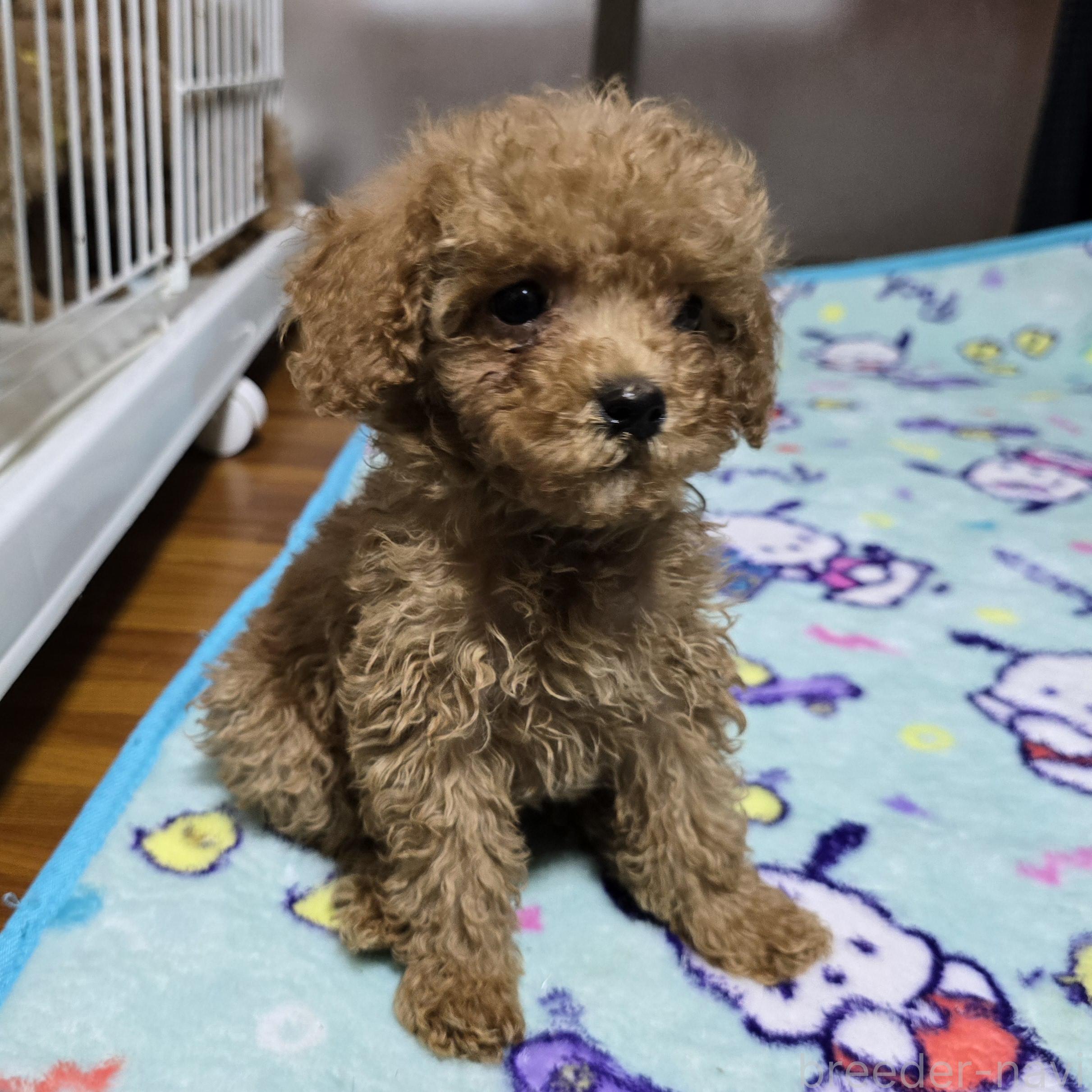 成約済の岡山県のトイプードル-374976の13枚目