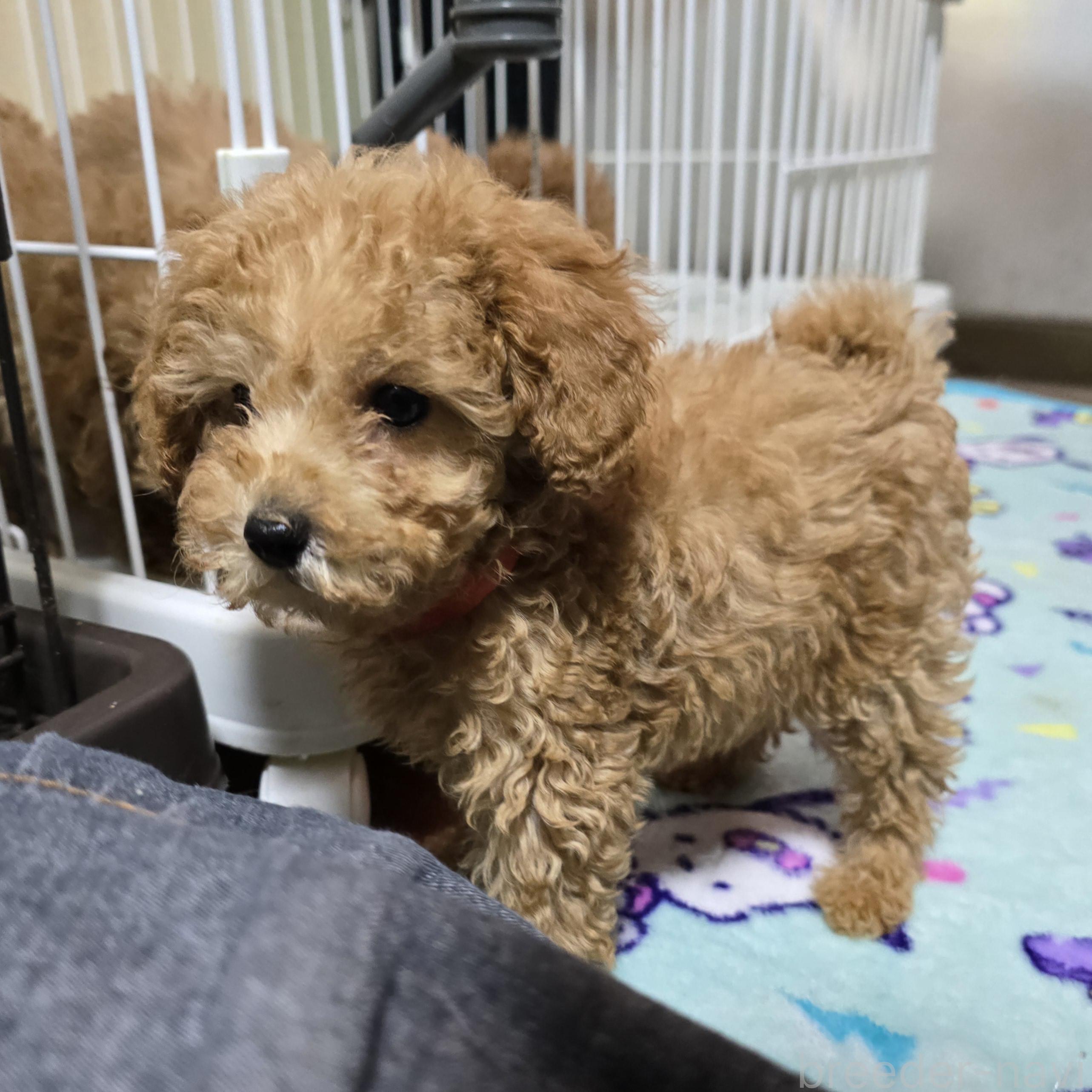 成約済の岡山県のトイプードル-374977の12枚目