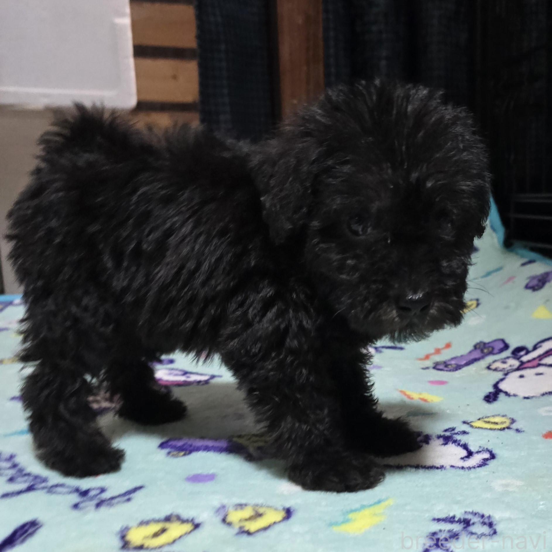 成約済の岡山県のミックス犬-378316の14枚目