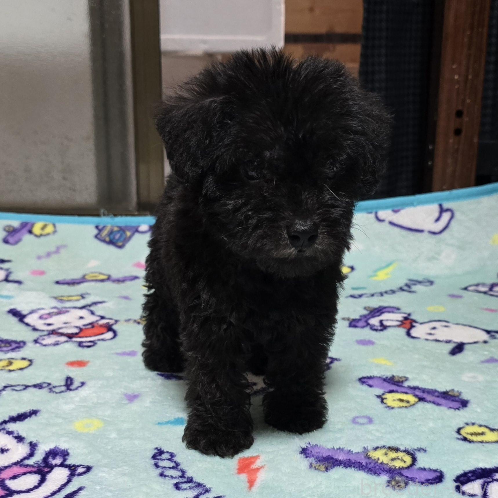 成約済の岡山県のミックス犬-378316の13枚目