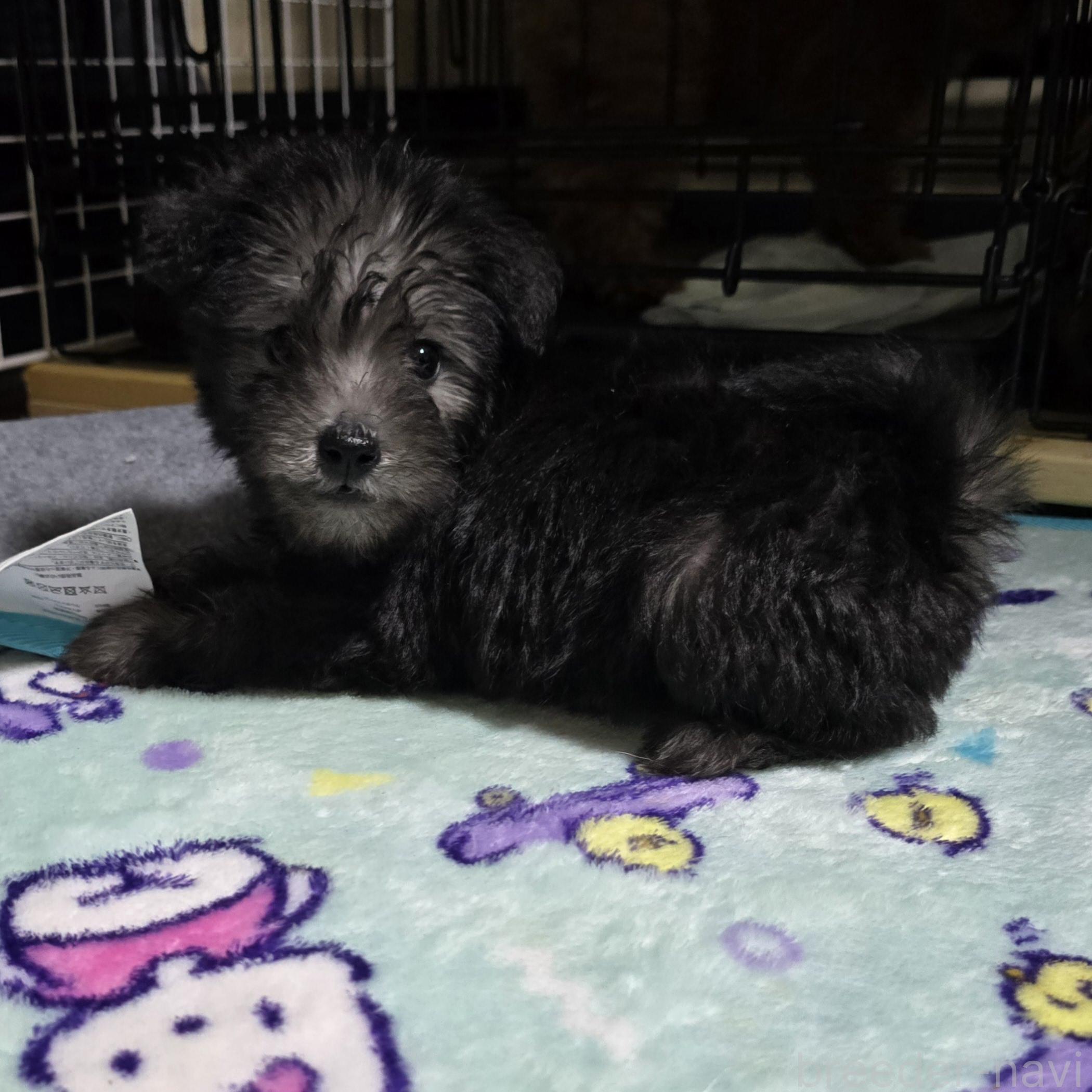 成約済の岡山県のミックス犬-378319の18枚目