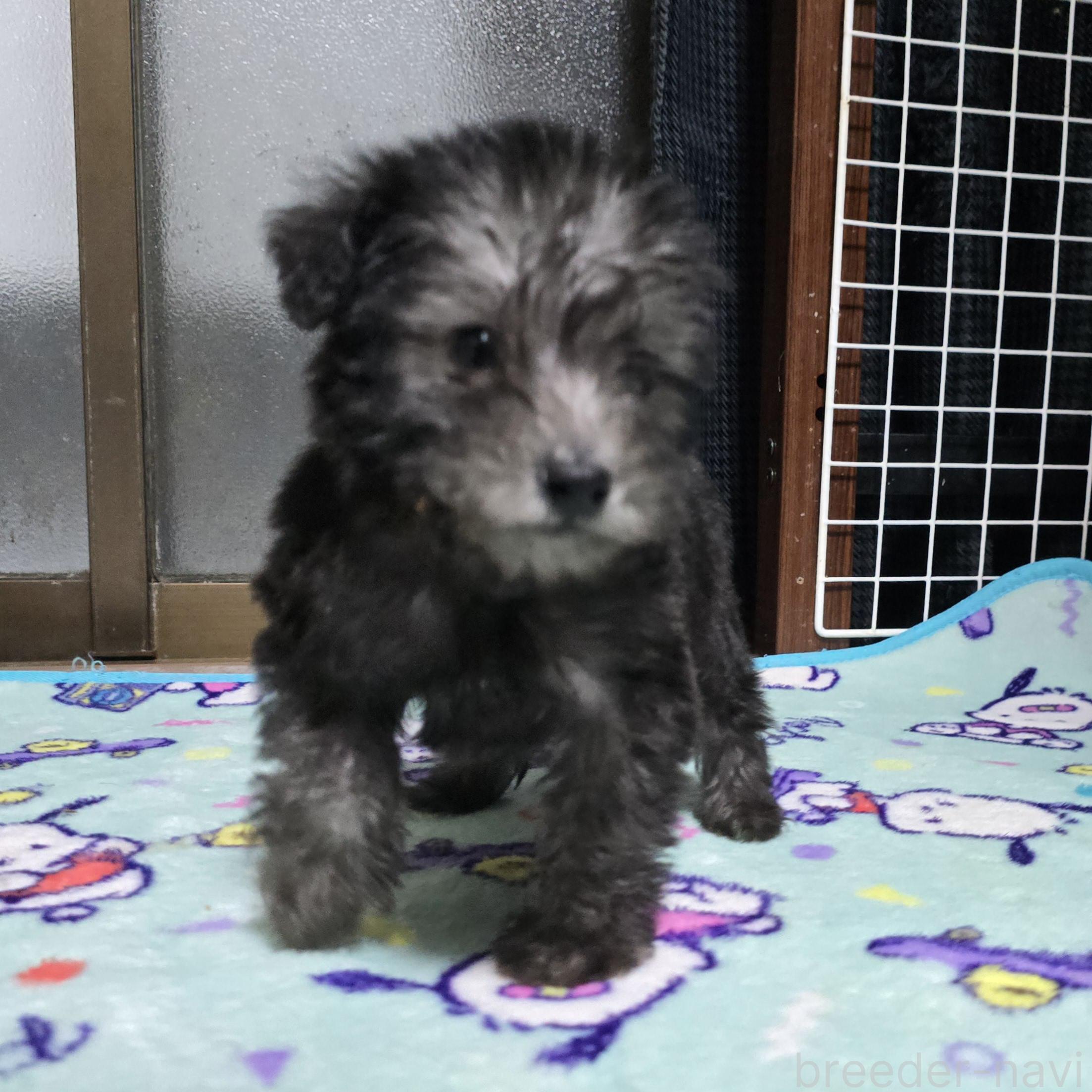 成約済の岡山県のミックス犬-378319の17枚目