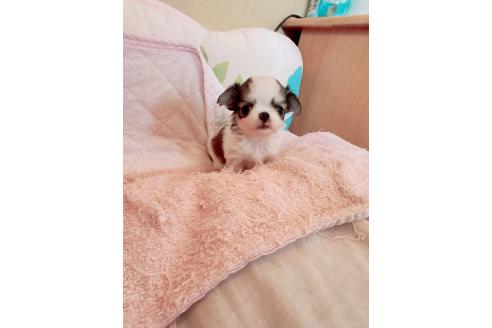 成約済の香川県のチワワ(ロングコート)-381334の6枚目