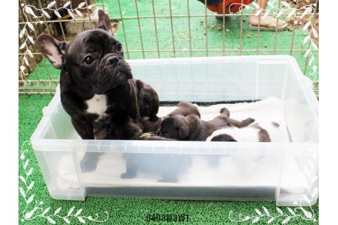 販売中の神奈川県のフレンチブルドッグ-385176の3枚目