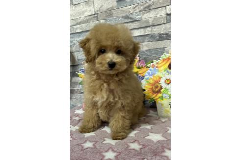 子犬