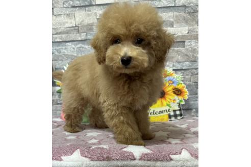 成約済の兵庫県のビションプー:ビションフリーゼ×トイプードル-375226の4枚目