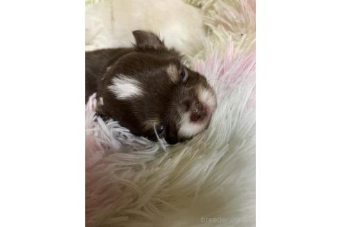 成約済の滋賀県のチワワ(ロングコート)-385206の5枚目