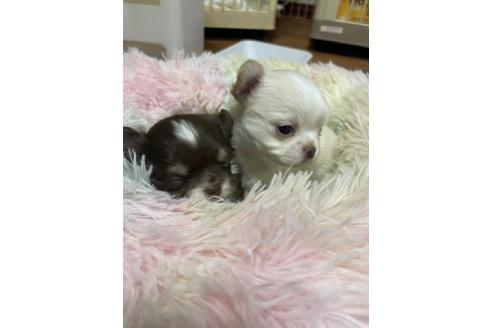 成約済の滋賀県のチワワ(ロングコート)-385206の4枚目