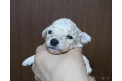 販売中の香川県のタイニープードル-385222の3枚目