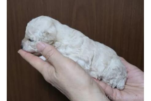 販売中の香川県のタイニープードル-385225の5枚目