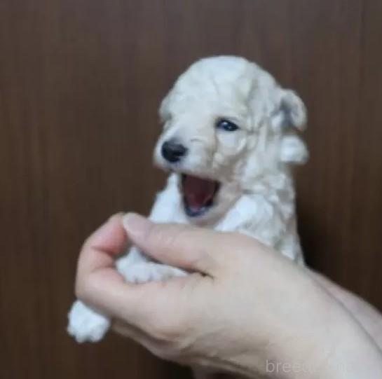 販売中の香川県のタイニープードル-385225の2枚目