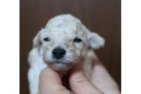 販売中の香川県のタイニープードル-385225の3枚目