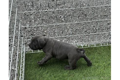 販売中の千葉県のアメリカンブリー-382126の2枚目