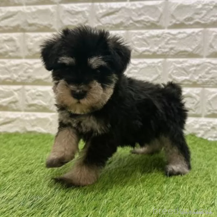 成約済の愛知県のミニチュアシュナウザー-385247の5枚目