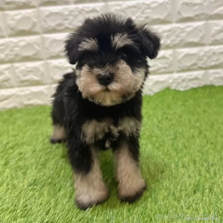 成約済の愛知県のミニチュアシュナウザー-385247の3枚目