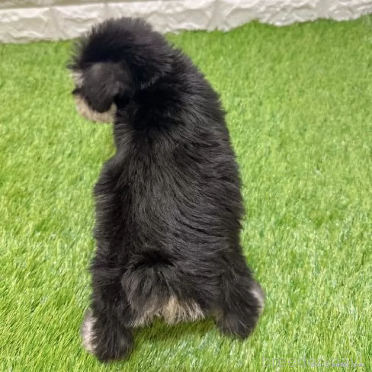 成約済の愛知県のミニチュアシュナウザー-385247の2枚目