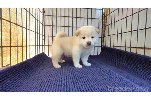 成約済の茨城県の柴犬-385252の6枚目