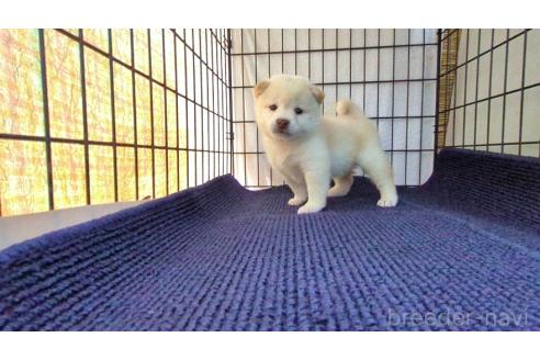 成約済の茨城県の柴犬-385252の5枚目