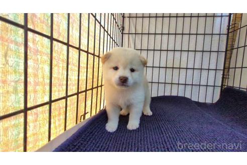 成約済の茨城県の柴犬-385252の4枚目