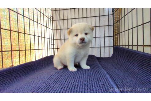 成約済の茨城県の柴犬-385252の3枚目