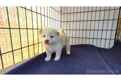 成約済の茨城県の柴犬-385252の2枚目