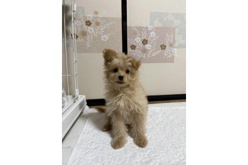 販売中の茨城県のポメプー:ポメラニアン×トイプードル-384037の7枚目