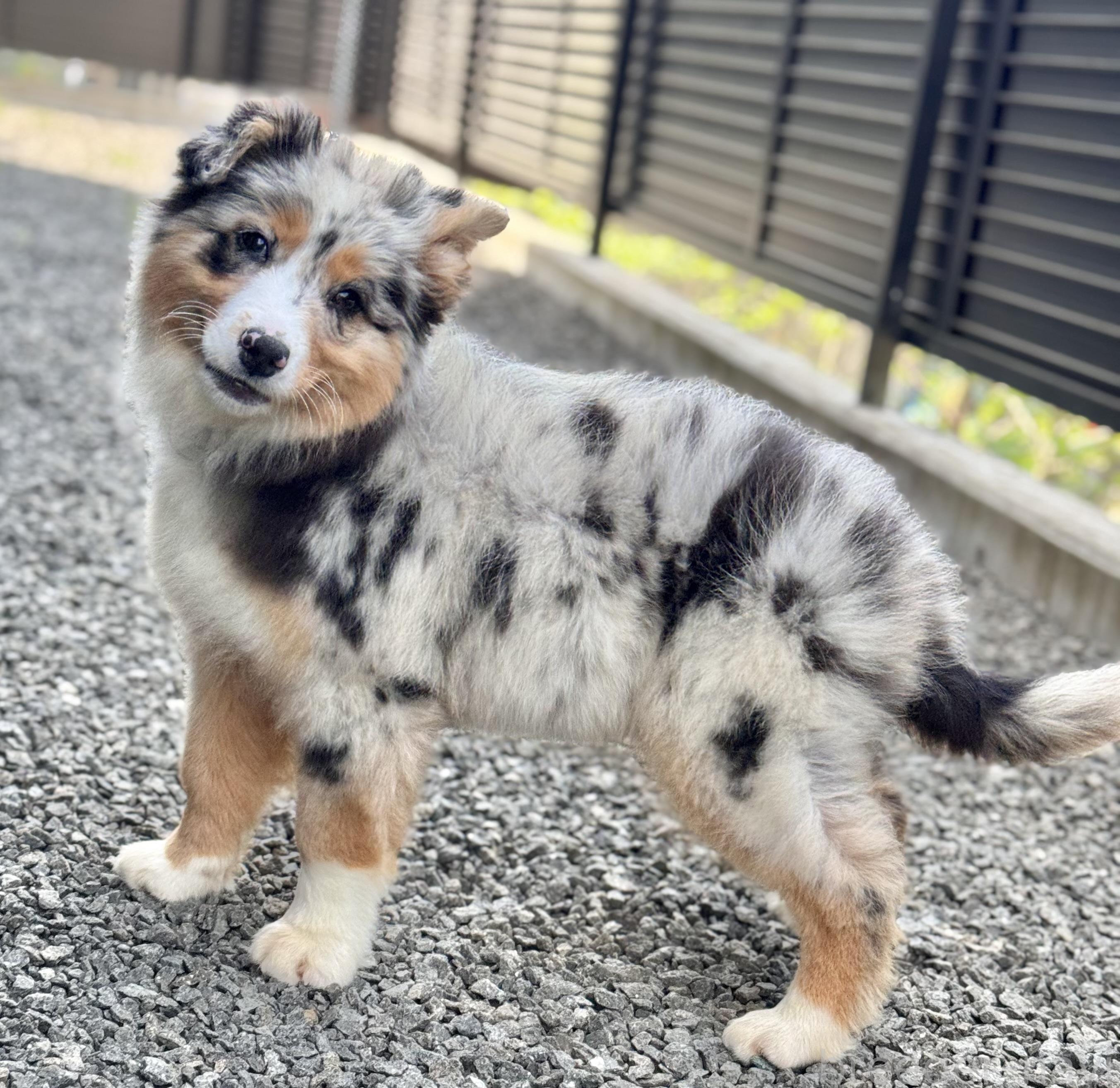 成約済の山梨県のオーストラリアンシェパード-367401の2枚目
