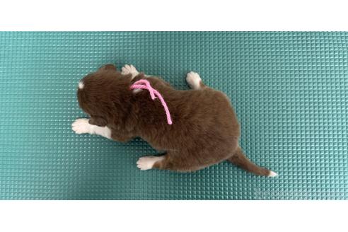 販売中の山梨県のオーストラリアンシェパード-381487の5枚目