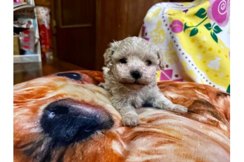 販売中の熊本県のマルプー:マルチーズ×トイプードル-385310の5枚目