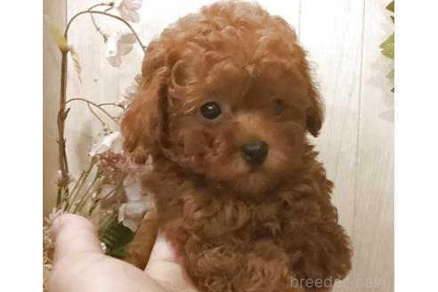 成約済の愛知県のティーカッププードル-380698の3枚目