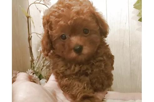 成約済の愛知県のティーカッププードル-380698の2枚目