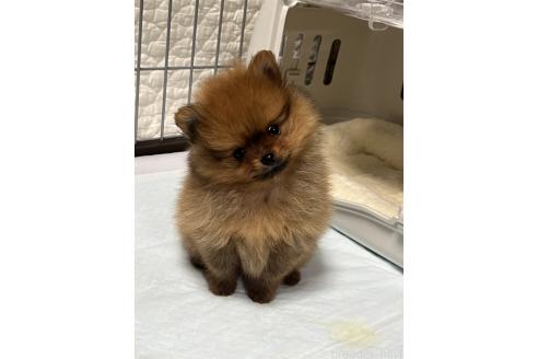 成約済の北海道のポメラニアン-385322の13枚目