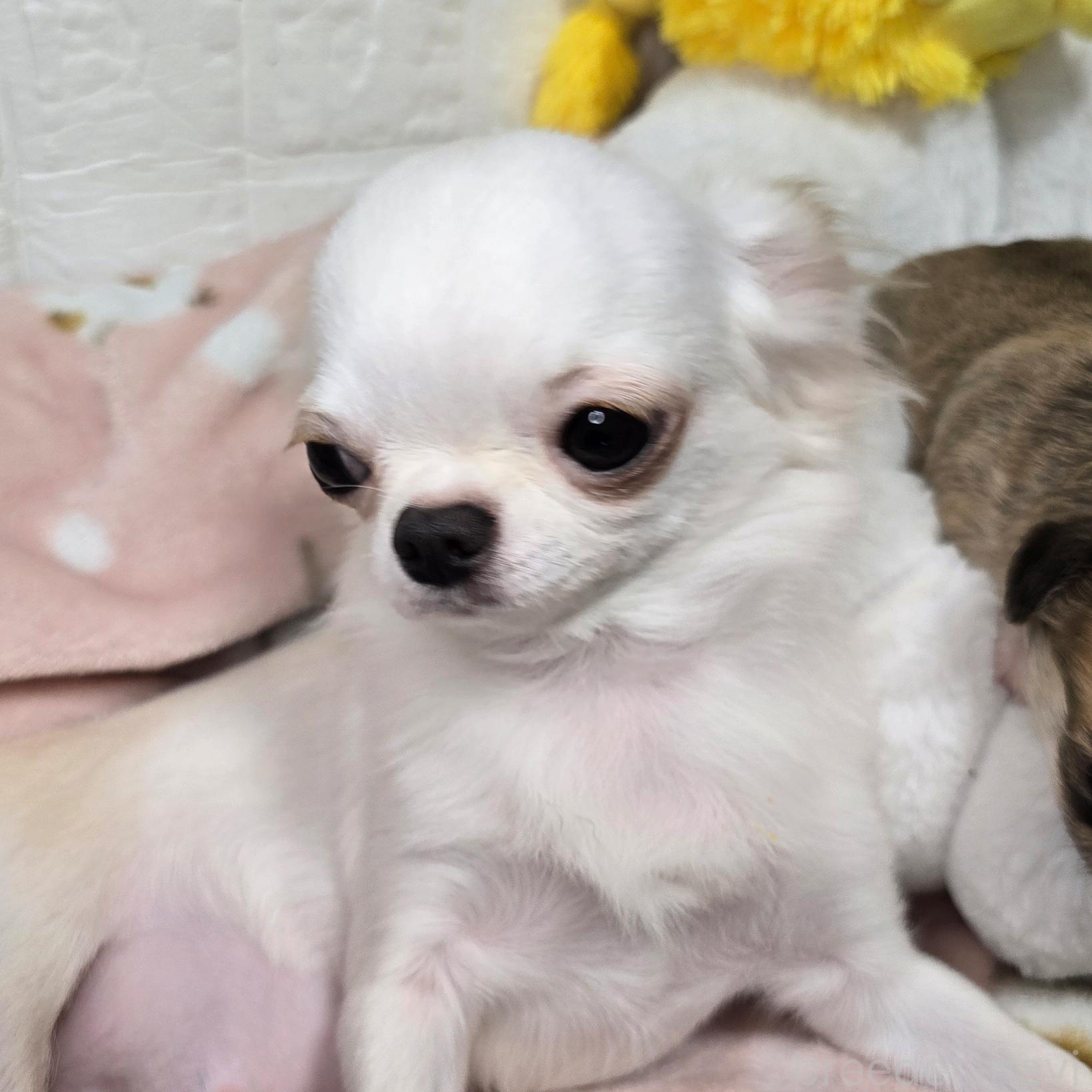 エンジェルちゃん1枚目