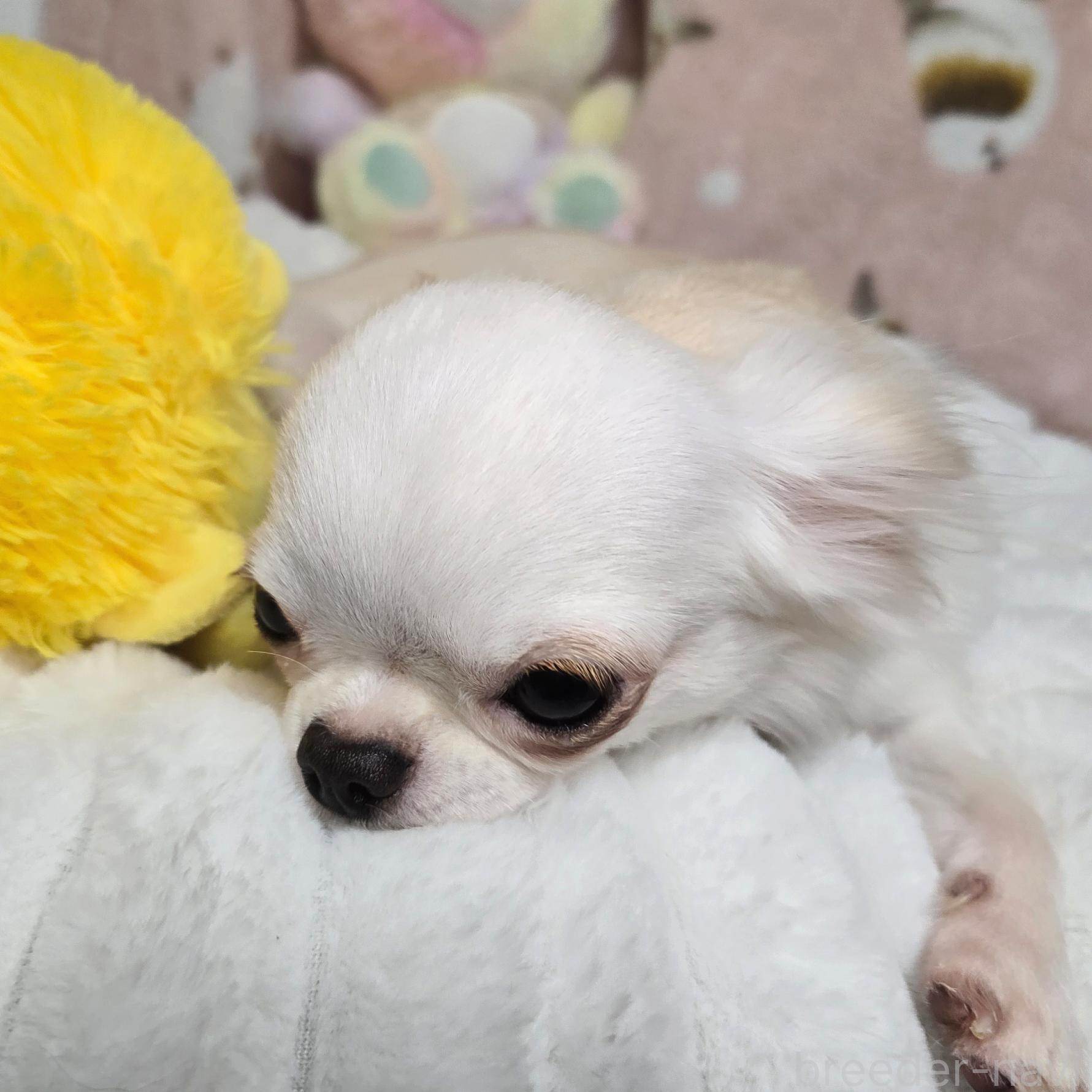 エンジェルちゃん1枚目