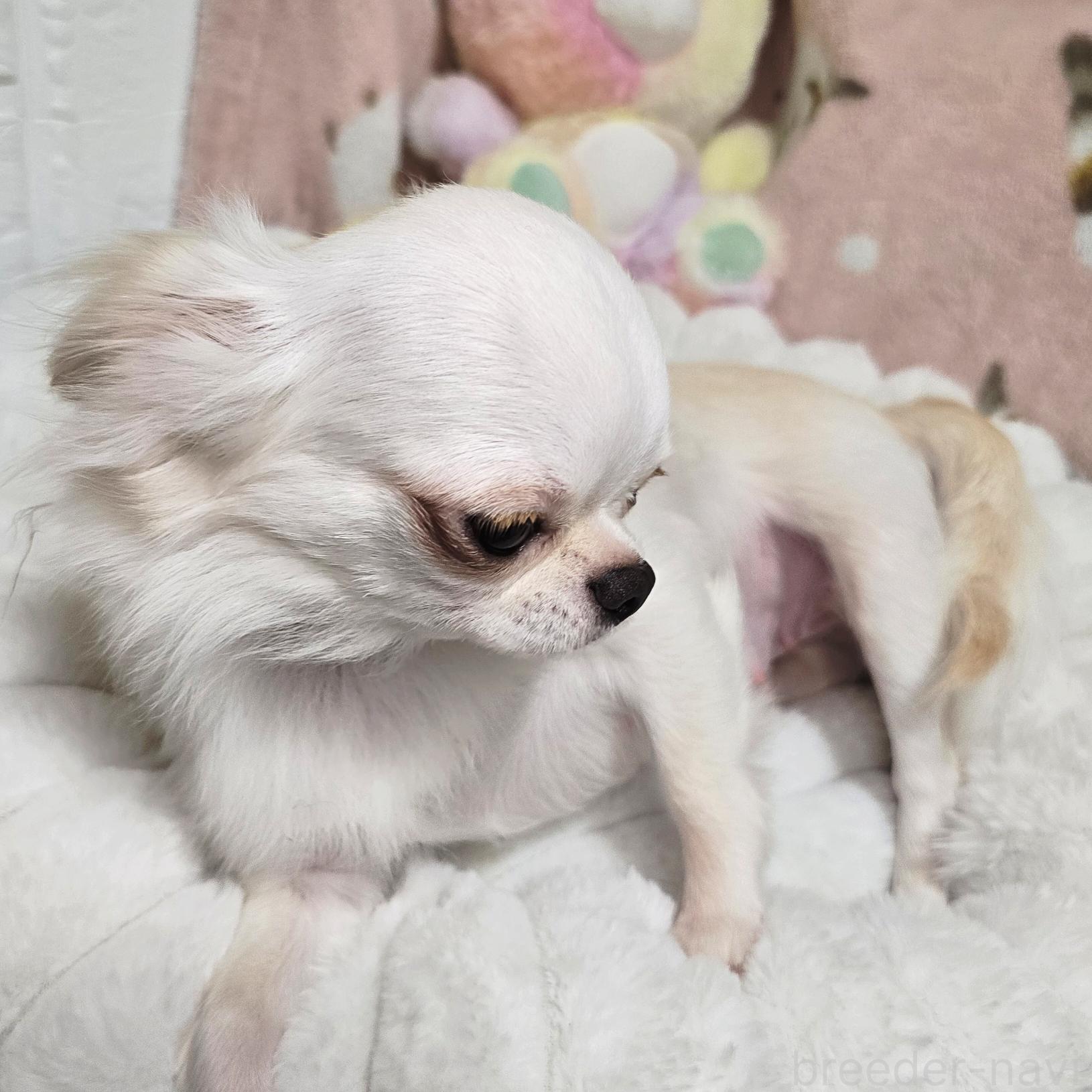 エンジェルちゃん1枚目