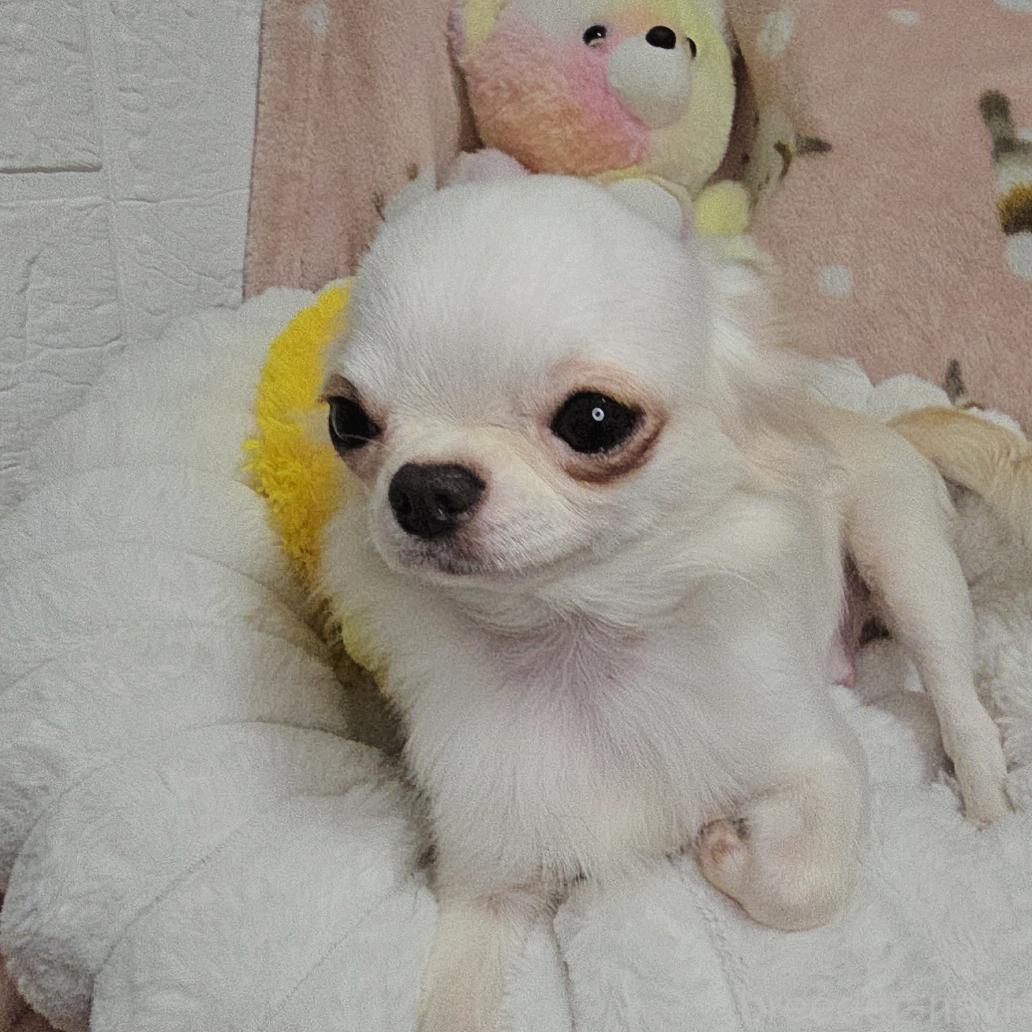 エンジェルちゃん1枚目