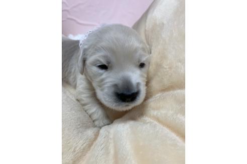 販売中の岐阜県のゴールデンレトリーバー-382555