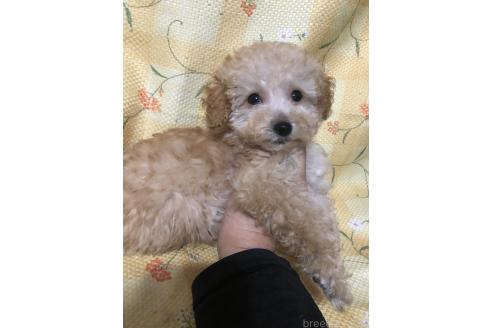 成約済の兵庫県のトイプードル-380862の15枚目