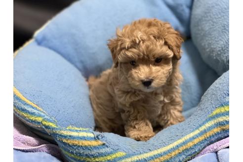 販売中の栃木県のマルプー:マルチーズ×トイプードル-382491の2枚目