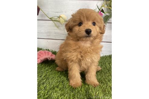販売中の茨城県のミックス犬-385354の7枚目