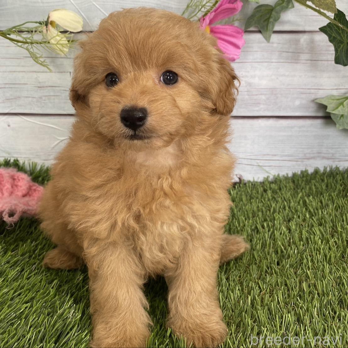販売中の茨城県のミックス犬-385354の1枚目