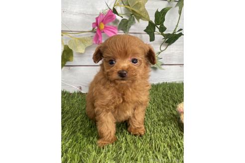 販売中の茨城県のミックス犬-385357の9枚目