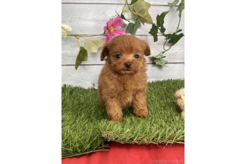 販売中の茨城県のミックス犬-385357の8枚目