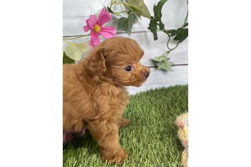 販売中の茨城県のミックス犬-385357の7枚目